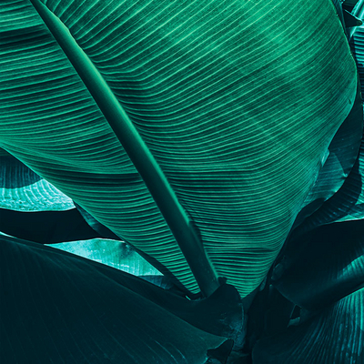 GRI Bericht der FNZ Bank Grüne Blätter als Symbol für Nachhaltigkeit